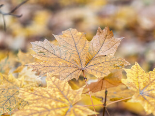 Maple branches with yellow leaves in autumn, in the light of sunset.