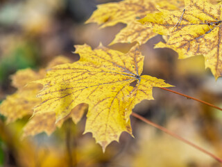 Maple branches with yellow leaves in autumn, in the light of sunset.