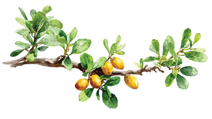 Elegant Hand Drawn Watercolor Argan Tree Branch Illustration for Creative Projects