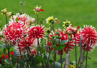 Rot blühende Dahlien mit weißen Spitzen