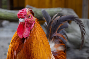 Close-up Of A Rooster, With A Bright Red Comb And Wattle, And Vibrant Orange And Black Feathers