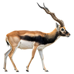 A male blackbuck antelope standing gracefully in the open pampas plains, its spiral horns and sleek dark coat contrasting with the golden grassland environment.