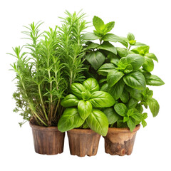 Naklejka premium Fresh herbal plants in terracotta pots against a black backdrop