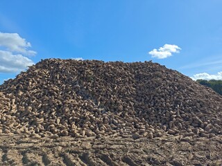 Large pile of freshly harvested sugar beets under a clear blue sky in a rural agricultural area