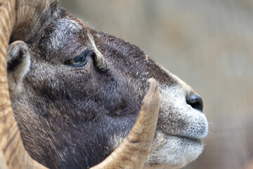 ムフロンの横顔のクローズアップ