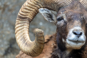 正面からのムフロン