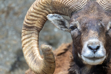 こちらを見ているムフロンの正面顔