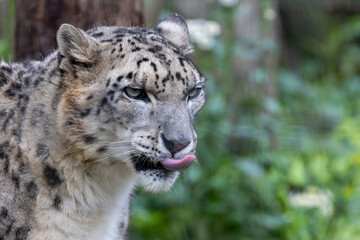 舌を出しているユキヒョウ