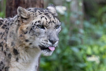 口の周りを舌で舐めているユキヒョウ