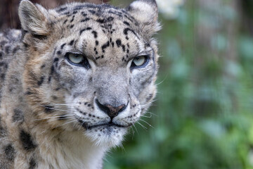 こちらを見ているユキヒョウ