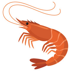 shrimp on a white background