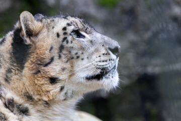 空を見上げているユキヒョウ