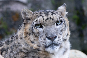 こちらを見ているユキヒョウの頭部