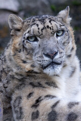 被毛の美しいユキヒョウ