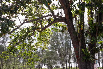 Large tree branches with green leaves in natural outdoor forest view