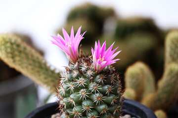 Mammillaria cactus, pink flowers blooming in pairs, some withered, in a black plastic pot.

