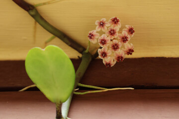 Deep pink Hoya flowers with white petals in full bloom, roots and stems creeping up the wooden frame of the house.

