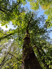 Fototapeta premium Tall trees reaching for the clear blue sky in a lush green forest during a sunny day