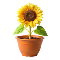 Obraz premium A vibrant sunflower in a terracotta pot against a dark background