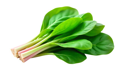 Fresh vibrant bok choy on black healthy eating concept