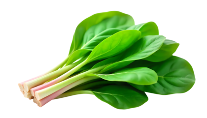 Fresh vibrant bok choy on black healthy eating concept