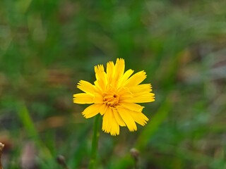 Yellow wildflower blooms in the green grass during a sunny afternoon in a natural setting