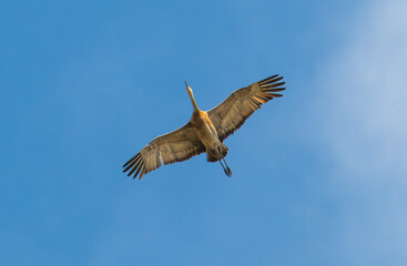 Sandhill cranes flying with blue sky