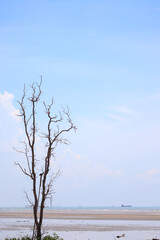 Dry tree standing alone on sandy beach with blue sky background