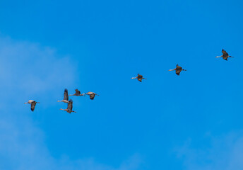 Sandhill cranes flying against blue sky