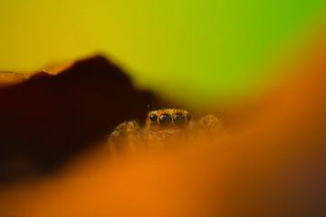 A photo of a spider photographed in its natural habitat. Natural background. Jumping Spider.