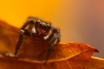 A photo of a spider photographed in its natural habitat. Natural background. Jumping Spider.