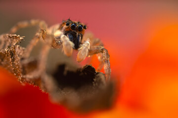 A photo of a spider photographed in its natural habitat. Natural background. Jumping Spider.