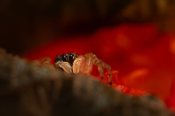 A photo of a spider photographed in its natural habitat. Natural background. Jumping Spider.