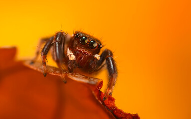 A photo of a spider photographed in its natural habitat. Natural background. Jumping Spider.