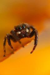 A photo of a spider photographed in its natural habitat. Natural background. Jumping Spider.