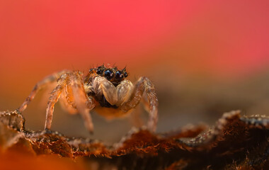 A photo of a spider photographed in its natural habitat. Natural background. Jumping Spider.