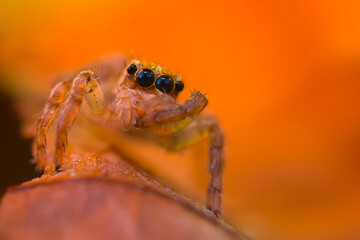 A photo of a spider photographed in its natural habitat. Natural background. Jumping Spider.