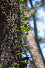 Green climbing vine growing on rough tree bark in natural forest