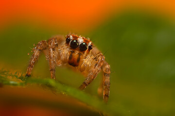 A photo of a spider photographed in its natural habitat. Natural background. Jumping Spider.