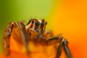 A photo of a spider photographed in its natural habitat. Natural background. Jumping Spider.