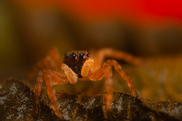 A photo of a spider photographed in its natural habitat. Natural background. Jumping Spider.