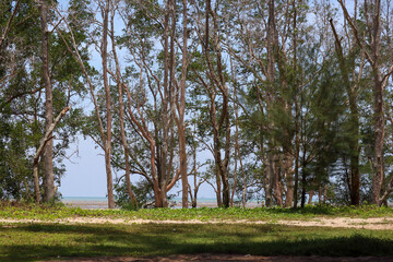 Obraz premium Tall trees with green leaves near sandy beach and blue sea horizon