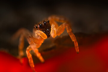 A photo of a spider photographed in its natural habitat. Natural background. Jumping Spider.
