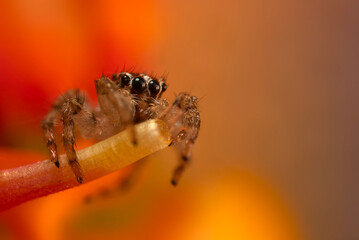 A photo of a spider photographed in its natural habitat. Natural background. Jumping Spider.
