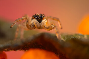 A photo of a spider photographed in its natural habitat. Natural background. Jumping Spider.