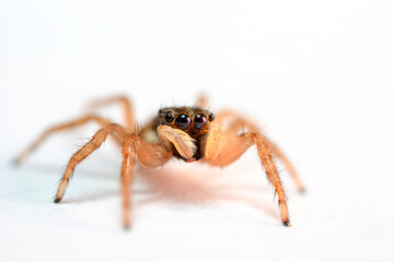 A photo of a spider photographed in its natural habitat. Natural background. Jumping Spider.