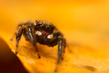 A photo of a spider photographed in its natural habitat. Natural background. Jumping Spider.