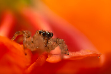 A photo of a spider photographed in its natural habitat. Natural background. Jumping Spider.