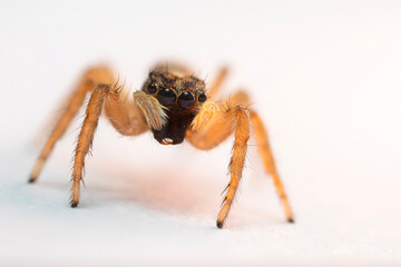 A photo of a spider photographed in its natural habitat. Natural background. Jumping Spider.