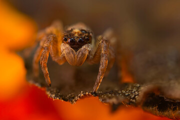 A photo of a spider photographed in its natural habitat. Natural background. Jumping Spider.